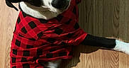 Blue is registered to the contest to win money with this photo: dog, black_and_white, red_clothing, checkered_pattern, wooden_floor, pet, canine, indoor, laying_down, curious_eyes, fur, animal, mammal, domestic_animal, cute, fashion, portrait, young_dog, black_paws, white_paws