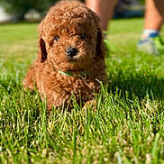 Zuko is registered to the contest to win money with this photo: puppy, dog, curly_fur, apricot_fur, grass, outdoor, lawn, sunlight, pet, canine, sitting, collar, closeup, portrait, fluffy, brown_fur, garden, blurred_background, cute, animal