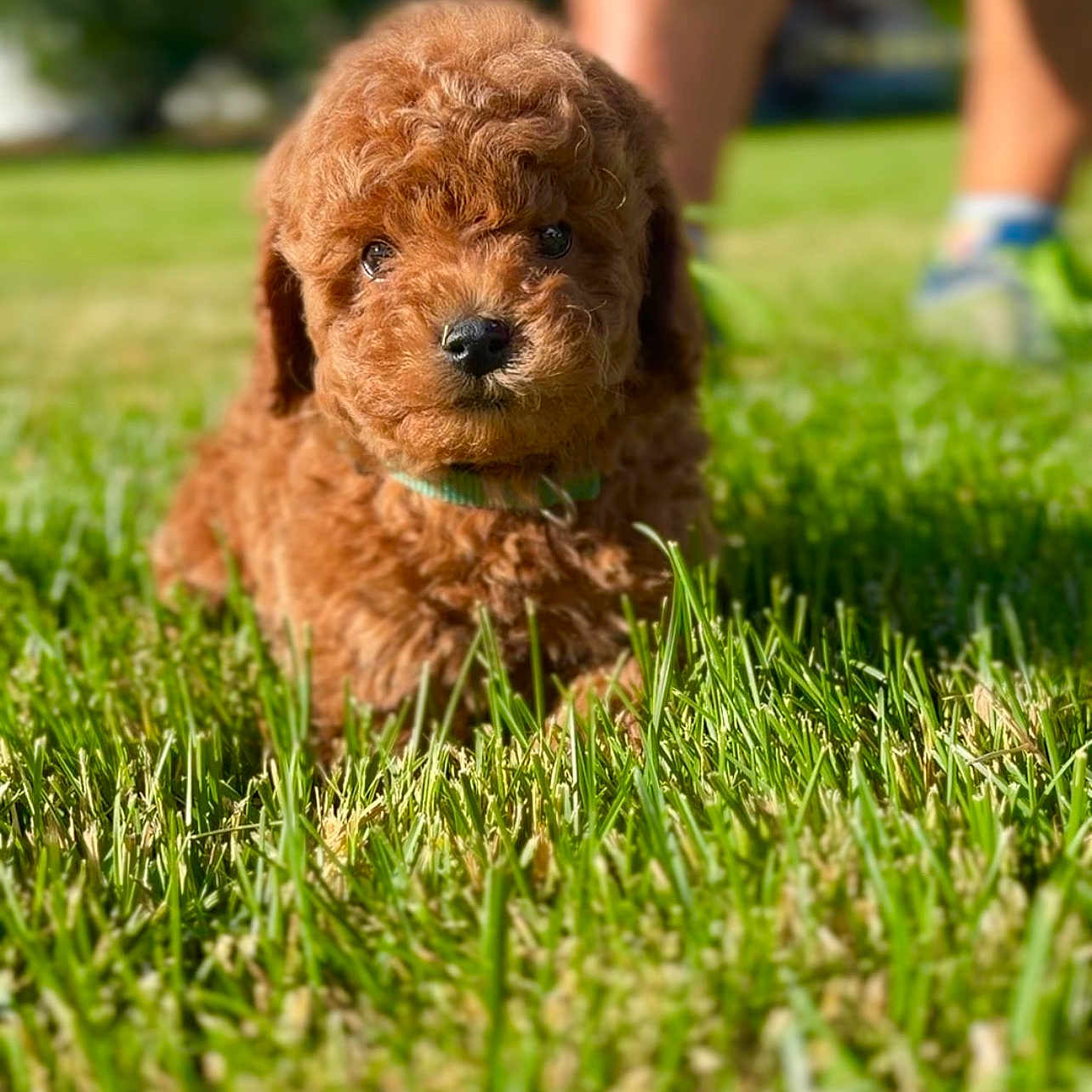 Zuko