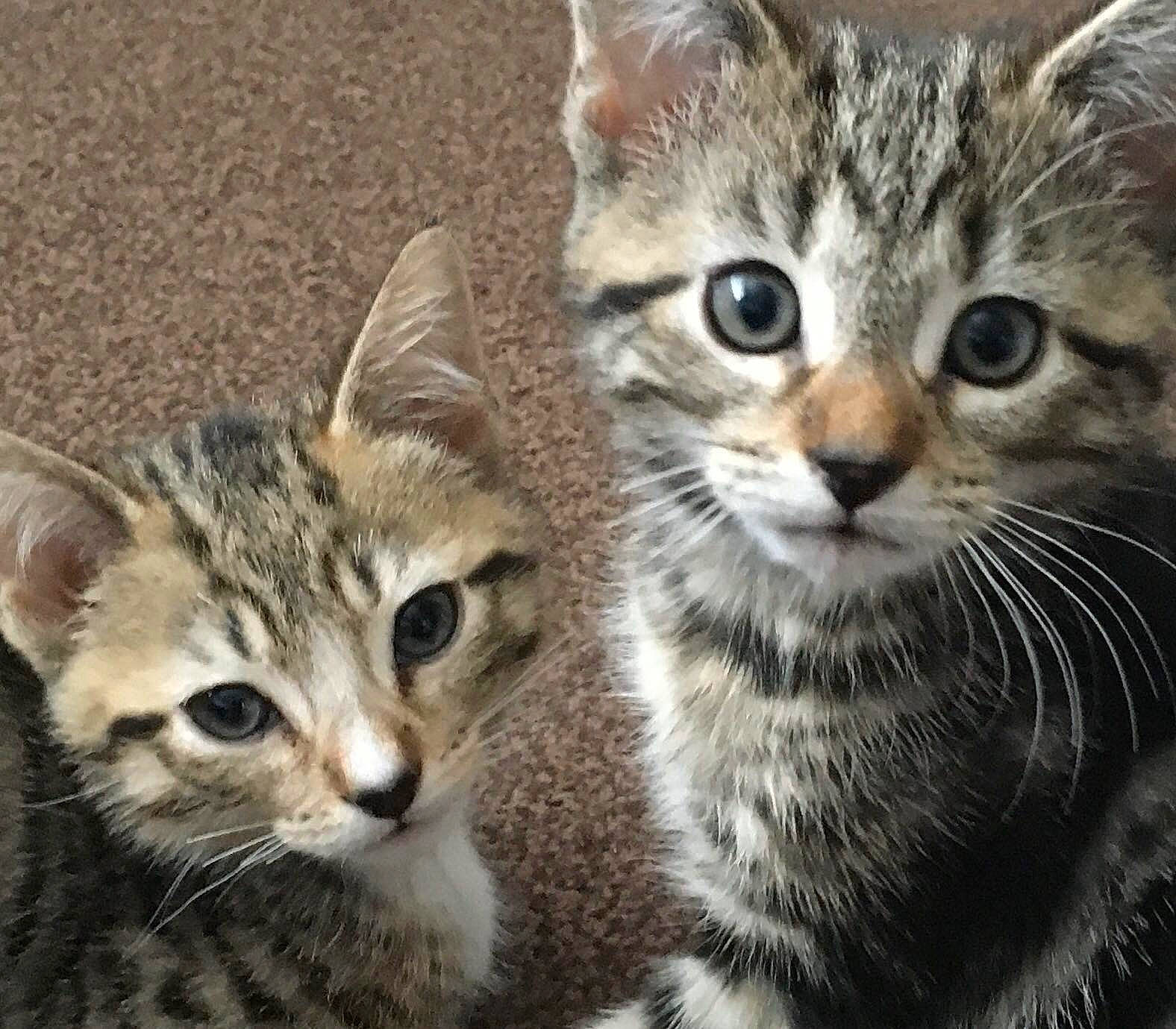 Annie is registered to the contest to win money with this photo: carnivore, cat, claw, domestic_short_haired_cat, felidae, fur, paw, small_to_medium_sized_cats, snout, terrestrial_animal, whiskers, wildlife, window