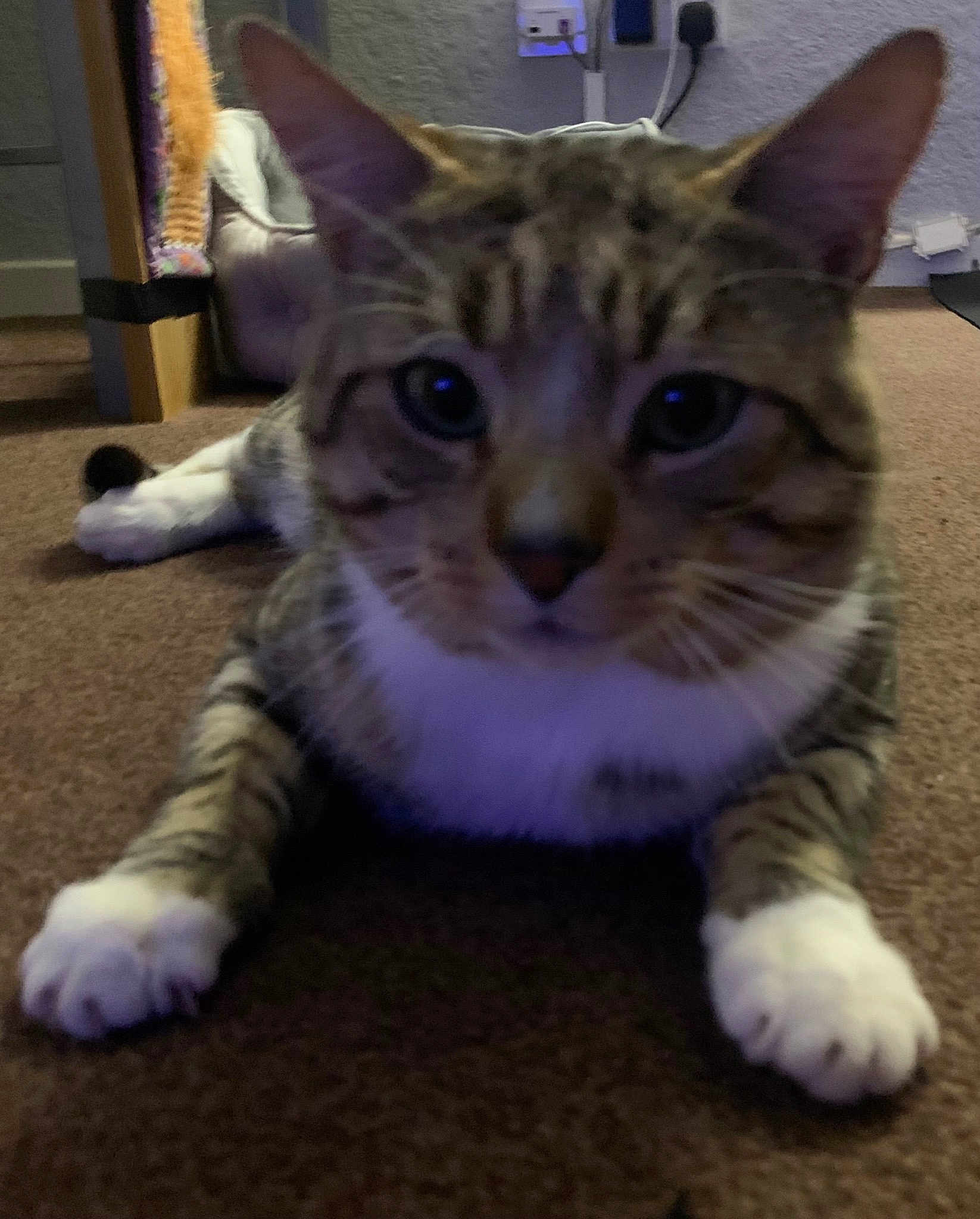 Snarf
