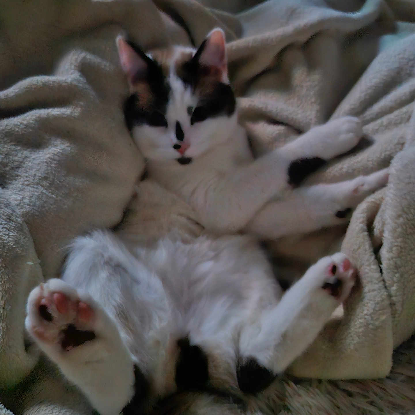 Fripouille a rejoint le concours — aidez-le/la à gagner de superbes lots ! animal, black_spots, blanket, cat, comfort, cozy, cute, domestic_animal, feline, fur, indoor, lying_down, paw, pet, relaxed, resting, sleepy, soft_texture, warm, white_fur