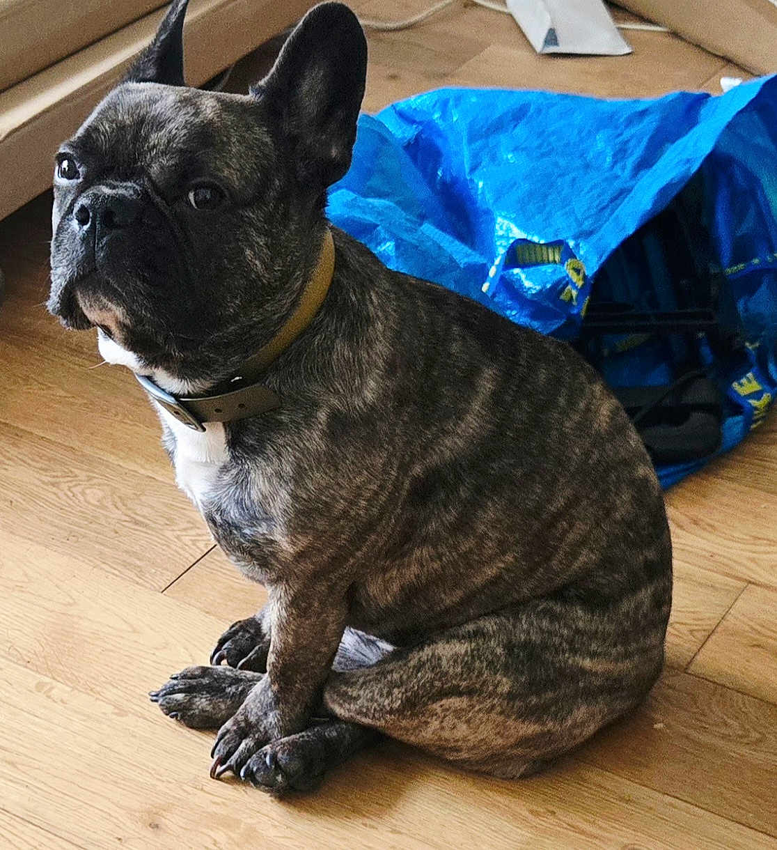 Othello participe au concours pour gagner de l'argent avec cette photo : dog, french_bulldog, brindle, pet, indoor, wooden_floor, collar, blue_bag, flooring, sitting, animal, canine, domestic_animal, looking_away, ears_up, short_hair, paw, quiet, background, household