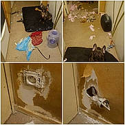 Othello participe au concours pour gagner de l'argent avec cette photo : french_bulldog, dog, pet, cushion, floor, torn_paper, chewed_fabric, dog_bed, wall_damage, electrical_outlet, hole_in_wall, indoor, mess, playful, animal, household, carpet, toy, damaged_wall, curious