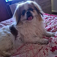 Iona participe au concours pour gagner de l'argent avec cette photo : animal, bedspread, brown, canine, comfort, cute, dog, fluffy, fur, home, indoor, living_room, mammal, pet, relaxed, resting, small_dog, television, tongue_out, white