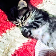 Taz joined the competition — help win amazing prizes! kitten, cat, tabby, sleeping, cozy, close_up, furry, pet, animal, paw, tongue, blanket, red, white, striped, young, cute, domestic_cat, resting, soft