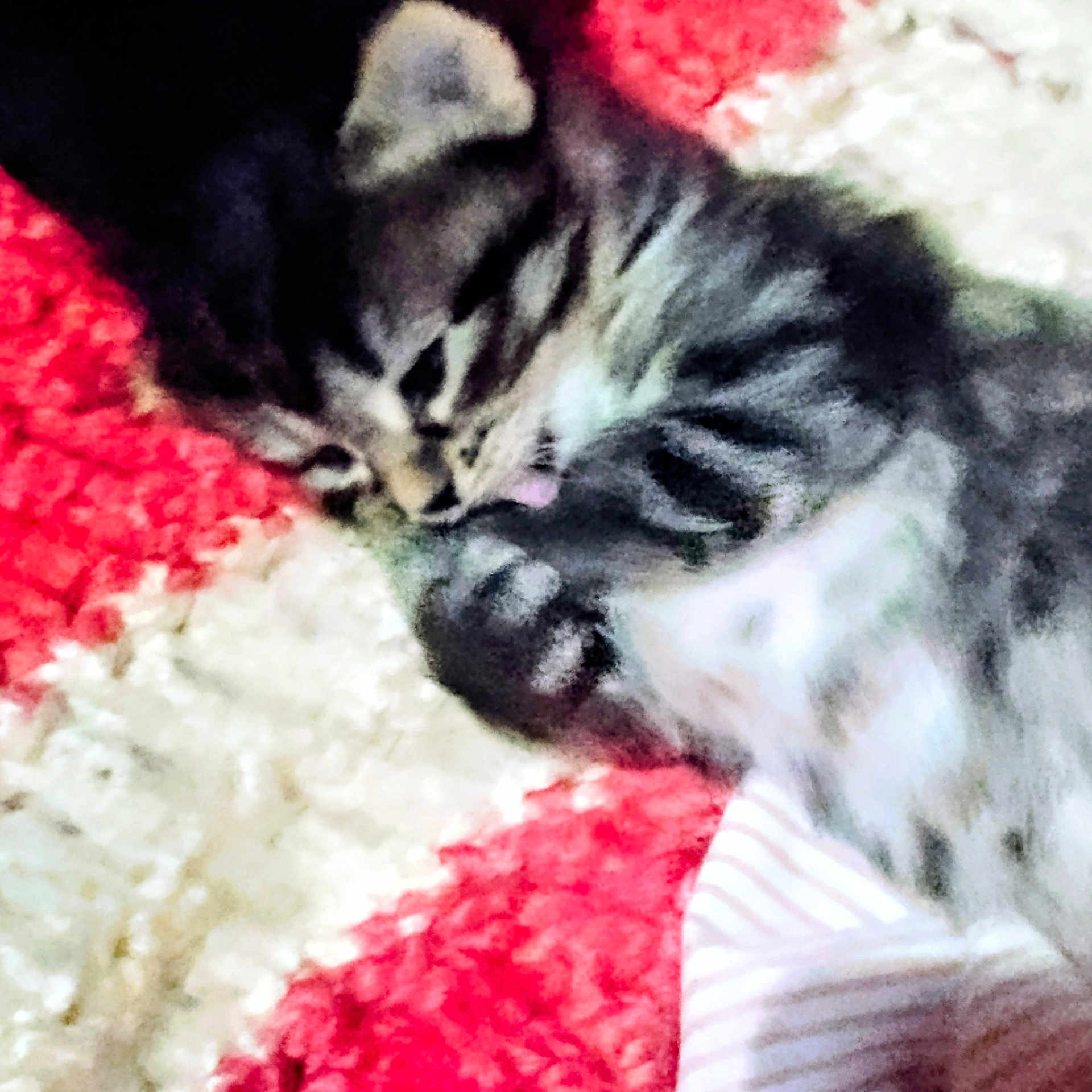 Taz