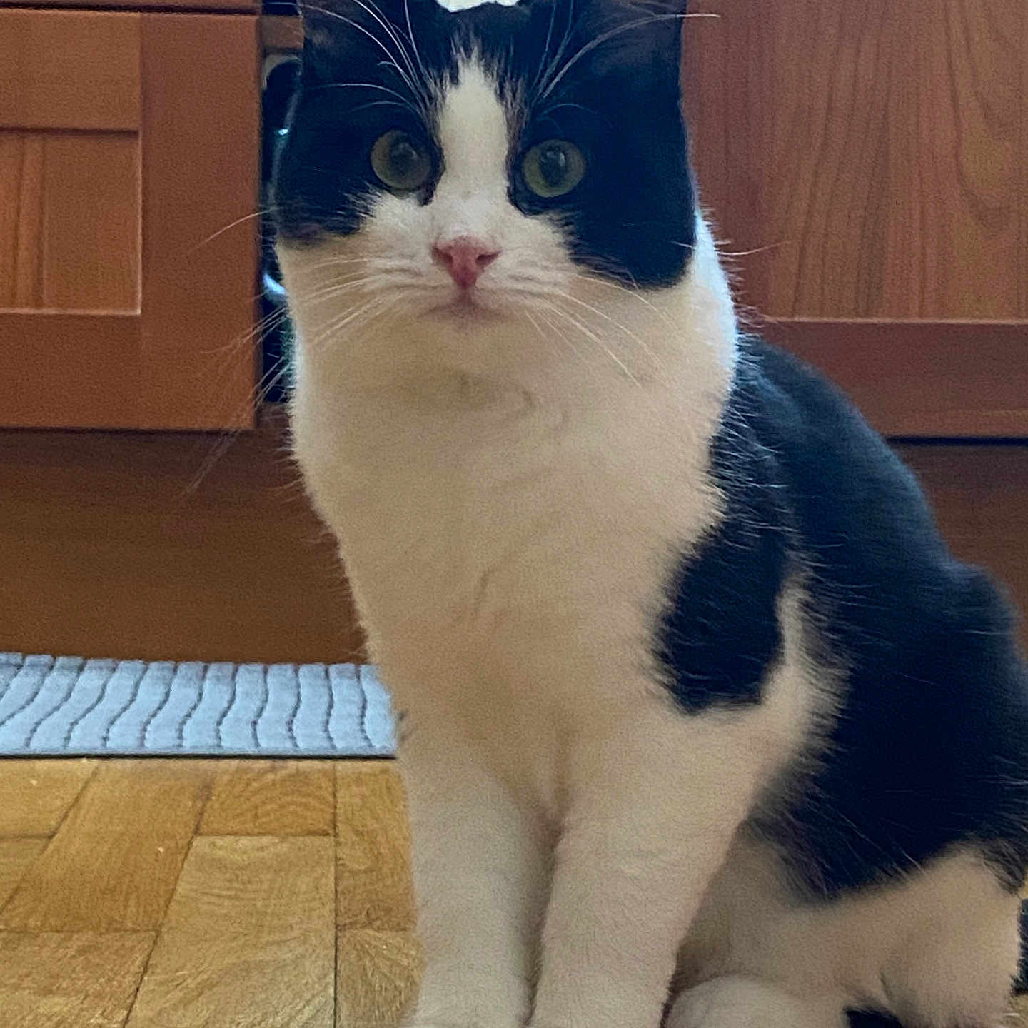 Ully participe au concours pour gagner de l'argent avec cette photo : animal, cat, document, door, hardwood, indoors, interiordesign, kitten, manx, mat, paper, papertowel, pet, receipt, snout, stainedwood, text, tissue, towel, wood