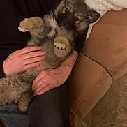 Pipou Le Wouhh participe au concours pour gagner de l'argent avec cette photo : puppy, dog, pet, fluffy, lap, person, hands, couch, blanket, indoor, cozy, relaxing, fur, cute, animal, companion, home, comfort, resting, friendly