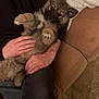puppy, dog, pet, fluffy, lap, person, hands, couch, blanket, indoor, cozy, relaxing, fur, cute, animal, companion, home, comfort, resting, friendly