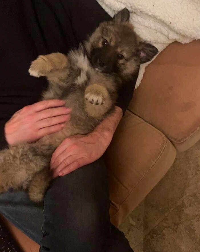 Pipou Le Wouhh participe au concours pour gagner de l'argent avec cette photo : puppy, dog, pet, fluffy, lap, person, hands, couch, blanket, indoor, cozy, relaxing, fur, cute, animal, companion, home, comfort, resting, friendly