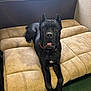 Dante is registered to the contest to win money with this photo: dog, black_dog, sofa, cushion, indoor, pet, animal, canine, fur, ears, face, eyes, mouth, collar, resting, furniture, carpet, room, relaxed, cute