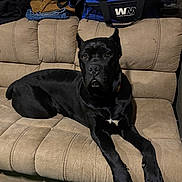 Dante is registered to the contest to win money with this photo: dog, black_dog, couch, indoor, pet, canine, furniture, resting, relaxed, animal, mammal, domestic_animal, lying_down, ears_up, looking_away, household, fabric, clothing, bag, leisure