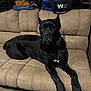 dog, black_dog, couch, indoor, pet, canine, furniture, resting, relaxed, animal, mammal, domestic_animal, lying_down, ears_up, looking_away, household, fabric, clothing, bag, leisure