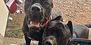 Dante joined the competition — help win amazing prizes! dog, pets, outdoor, grass, dirt, motorcycle, door, screen, black_dog, curious, happy, smiling, canine, animal, ears, collar, two_dogs, closeup, looking, friendly