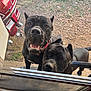 dog, pets, outdoor, grass, dirt, motorcycle, door, screen, black_dog, curious, happy, smiling, canine, animal, ears, collar, two_dogs, closeup, looking, friendly