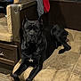 Dante joined the competition — help win amazing prizes! dog, black_dog, large_dog, lounge, couch, indoor, furniture, canine, pet, animal, resting, brown, beige, wood_floor, clothing, relaxed, looking_at_camera, ears_up, household, domestic