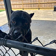 Dan joined the competition — help win amazing prizes! dog, black_dog, chain_link_fence, outdoor, pet, animal, curious, ears, snout, concrete, fence, daylight, sky, grass, backyard, canine, portrait, looking, playful, metal