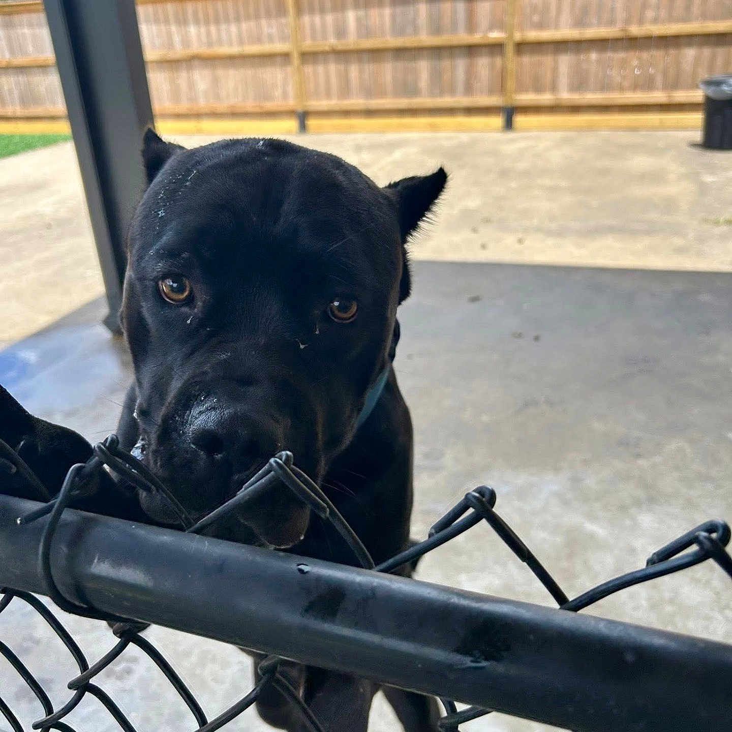 Dan joined the competition — help win amazing prizes! animal, backyard, black_dog, canine, chain_link_fence, concrete, curious, daylight, dog, ears, fence, grass, looking, metal, outdoor, pet, playful, portrait, sky, snout