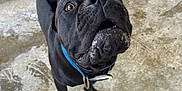 Dembe joined the competition — help win amazing prizes! dog, black_dog, blue_collar, chain_link_fence, concrete_floor, paw_prints, curious, looking_up, close_up, pet, animal, outdoor, expression, snout, whiskers, footwear, shoe, daylight, canine, fence