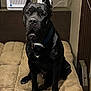 Dembe joined the competition — help win amazing prizes! dog, black_dog, pet, indoor, cushion, furniture, collar, canine, animal, looking_at_camera, sitting, ears_up, alert, floor, technology, cord, appliance, home, brown, large_dog