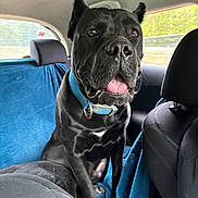 Dembe joined the competition — help win amazing prizes! dog, black_dog, pet, blue_collar, car_interior, backseat, seat_cover, tongue_out, ears, canine, window, daylight, transportation, animal, companion, domestic_animal, fur, sitting, seat, vehicle