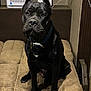 Dembe joined the competition — help win amazing prizes! dog, black_dog, pet, indoor, cushion, furniture, collar, ears_cropped, sitting, brown_eyes, floor, wall, electronics, cords, resting, canine, domestic_animal, companion, portrait, animal