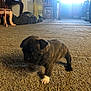 Fat Boy joined the competition — help win amazing prizes! puppy, dog, carpet, indoor, blur, small, light, sunlight, white_paw, brown, furniture, chair, table, blanket, coat, floor, home, cute, pet, animal