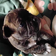 Fat Boy is registered to the contest to win money with this photo: puppy, dog, pet, blanket, floral_pattern, fur, cute, snuggled, cozy, animal, young, paw, sleepy, indoor, closeup, soft_focus, brown, black, white, comfort