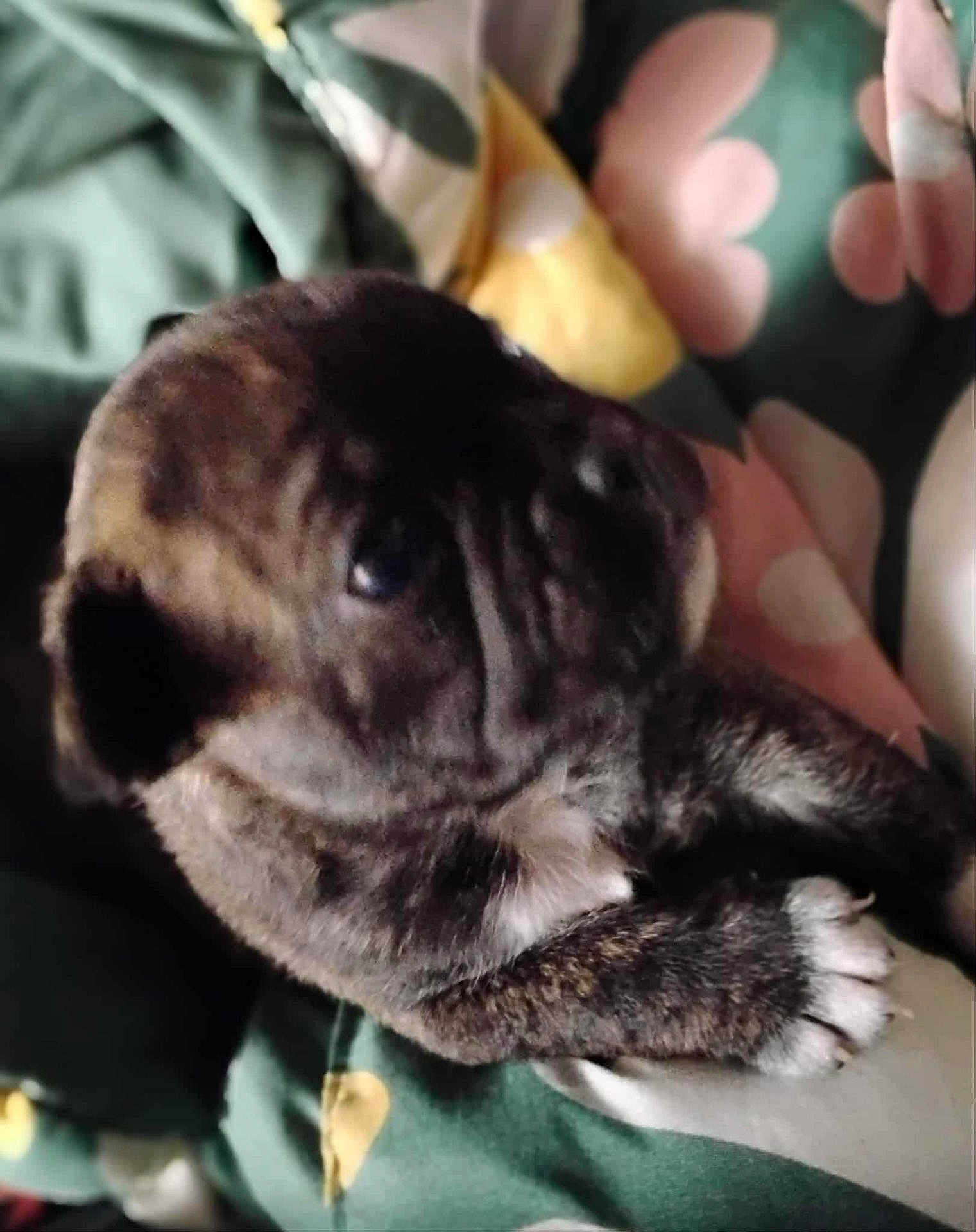 Fat Boy is registered to the contest to win money with this photo: puppy, dog, pet, blanket, floral_pattern, fur, cute, snuggled, cozy, animal, young, paw, sleepy, indoor, closeup, soft_focus, brown, black, white, comfort