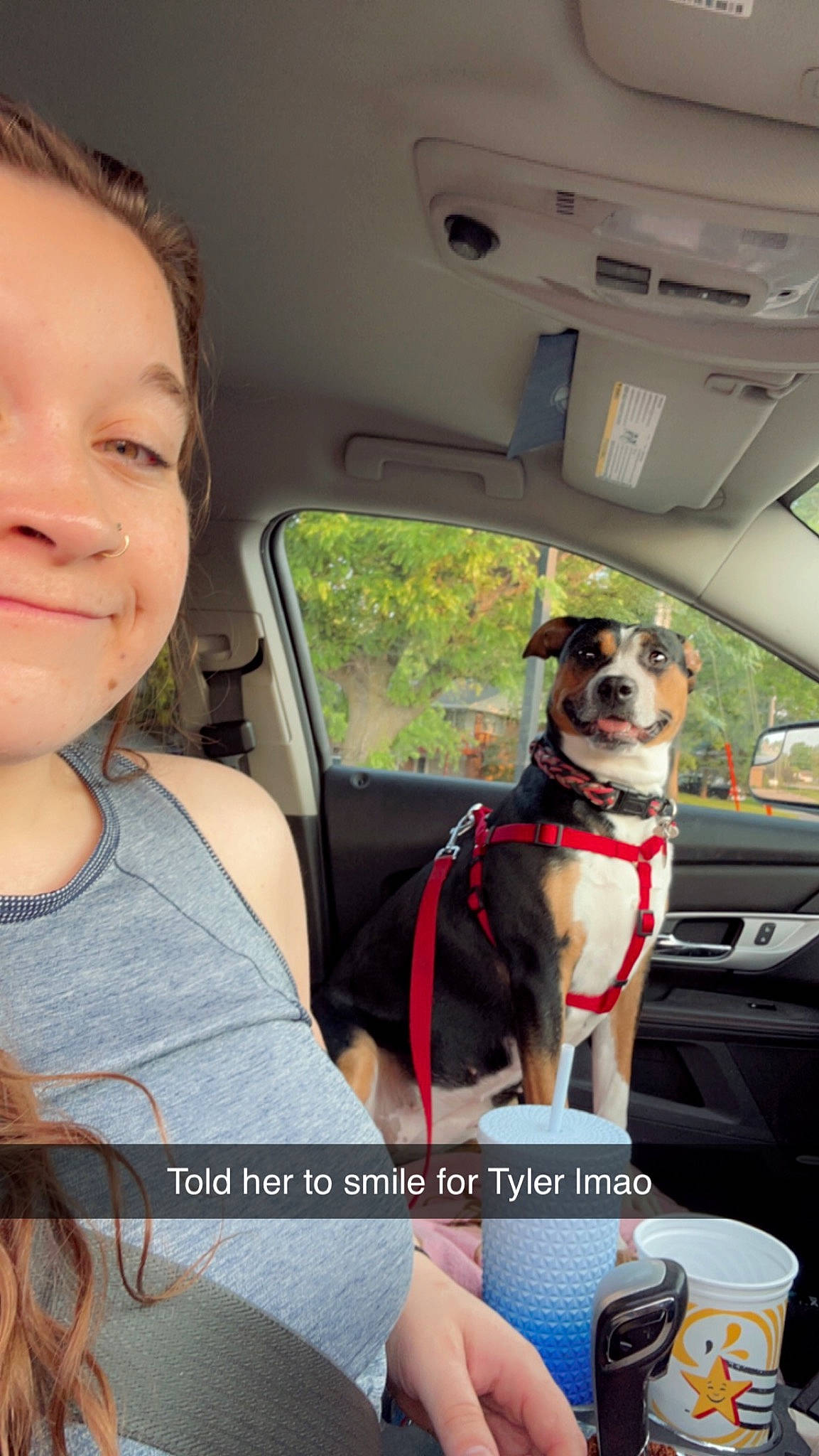 Dixie Mae joined the competition — help win amazing prizes! auto_part, automotive_exterior, car, car_seat, car_seat_cover, carnivore, collar, companion_dog, dog, dog_breed, dog_collar, fawn, head_restraint, motor_vehicle, seat_belt, smile, snout, tree, vehicle, vehicle_door