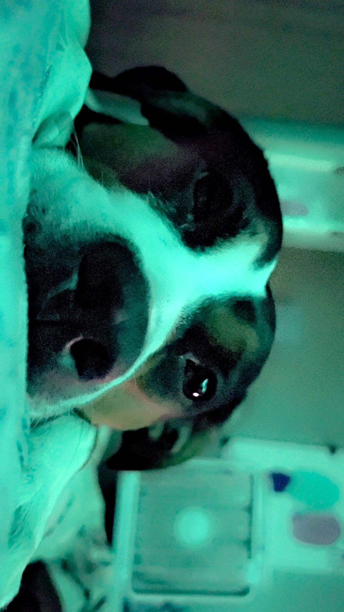 Dixie Mae joined the competition — help win amazing prizes! beard, dog, dog_breed, dress, ear, eyelash, eyewear, fawn, fur, glasses, human_body, jaw, mirror, neck, nose, personal_protective_equipment, snout, sunglasses, vision_care, whiskers