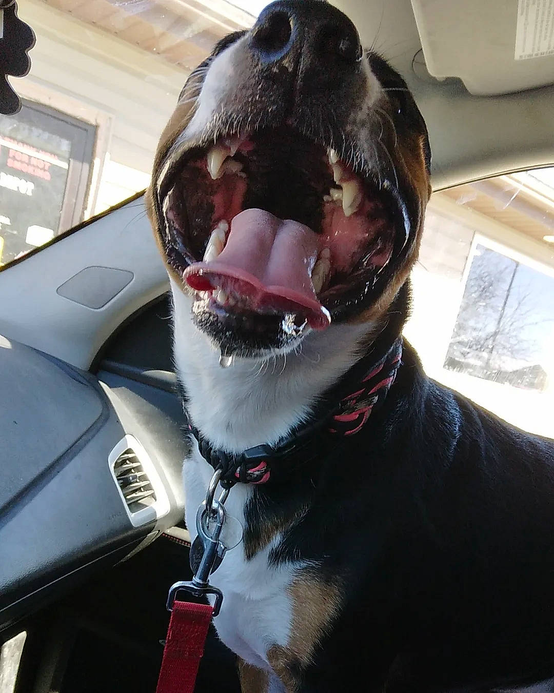 Dixie Mae is registered to the contest to win money with this photo: canidae, carnivore, collar, companion_dog, dog, dog_breed, dog_collar, eyewear, fang, fur, giant_dog_breed, jaw, leash, personal_luxury_car, personal_protective_equipment, pet_supply, snout, sporting_group, whiskers, working_animal