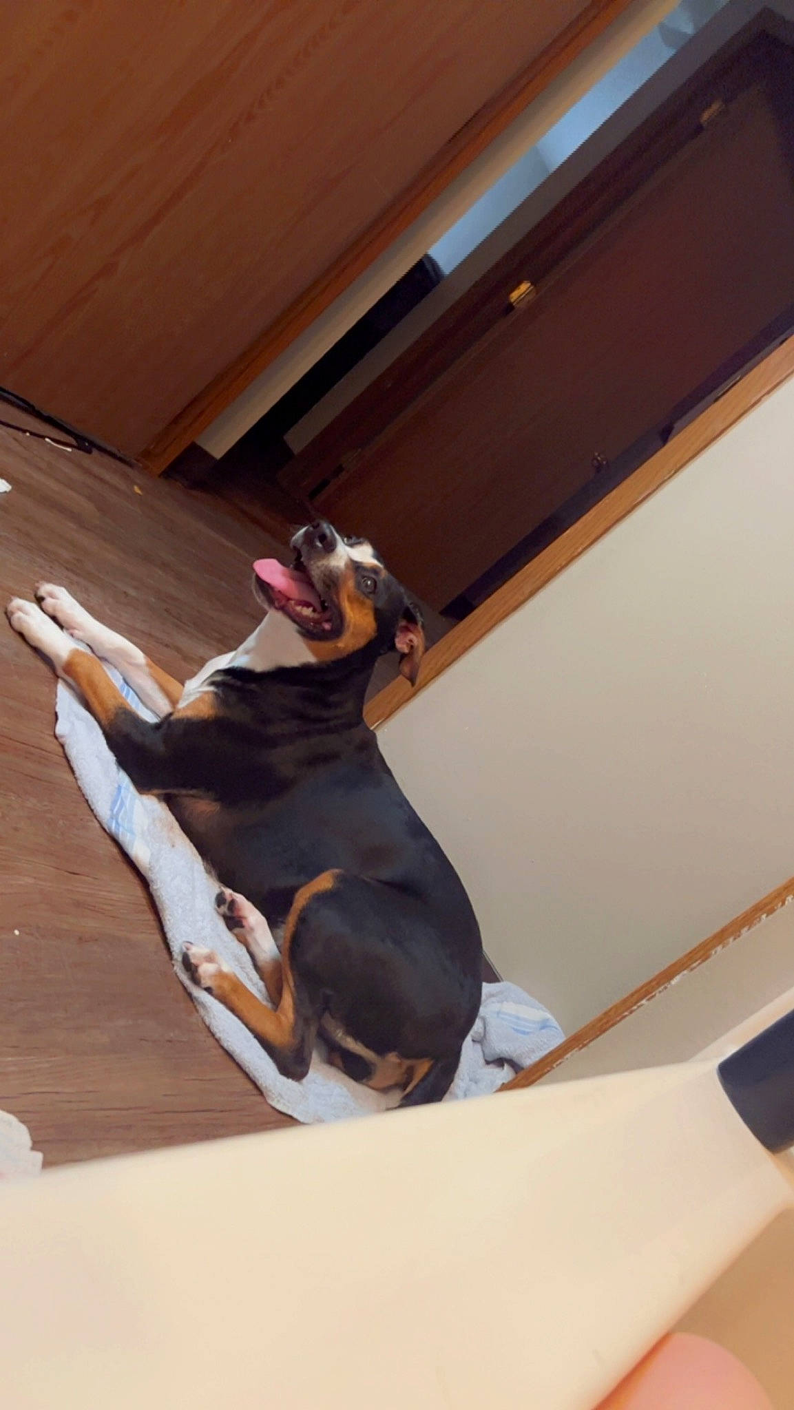 Dixie Mae is registered to the contest to win money with this photo: canidae, carnivore, ceiling, comfort, companion_dog, dog, dog_breed, fawn, flooring, hardwood, hound, human_leg, paw, room, scent_hound, snout, sporting_group, tail, wood, working_dog