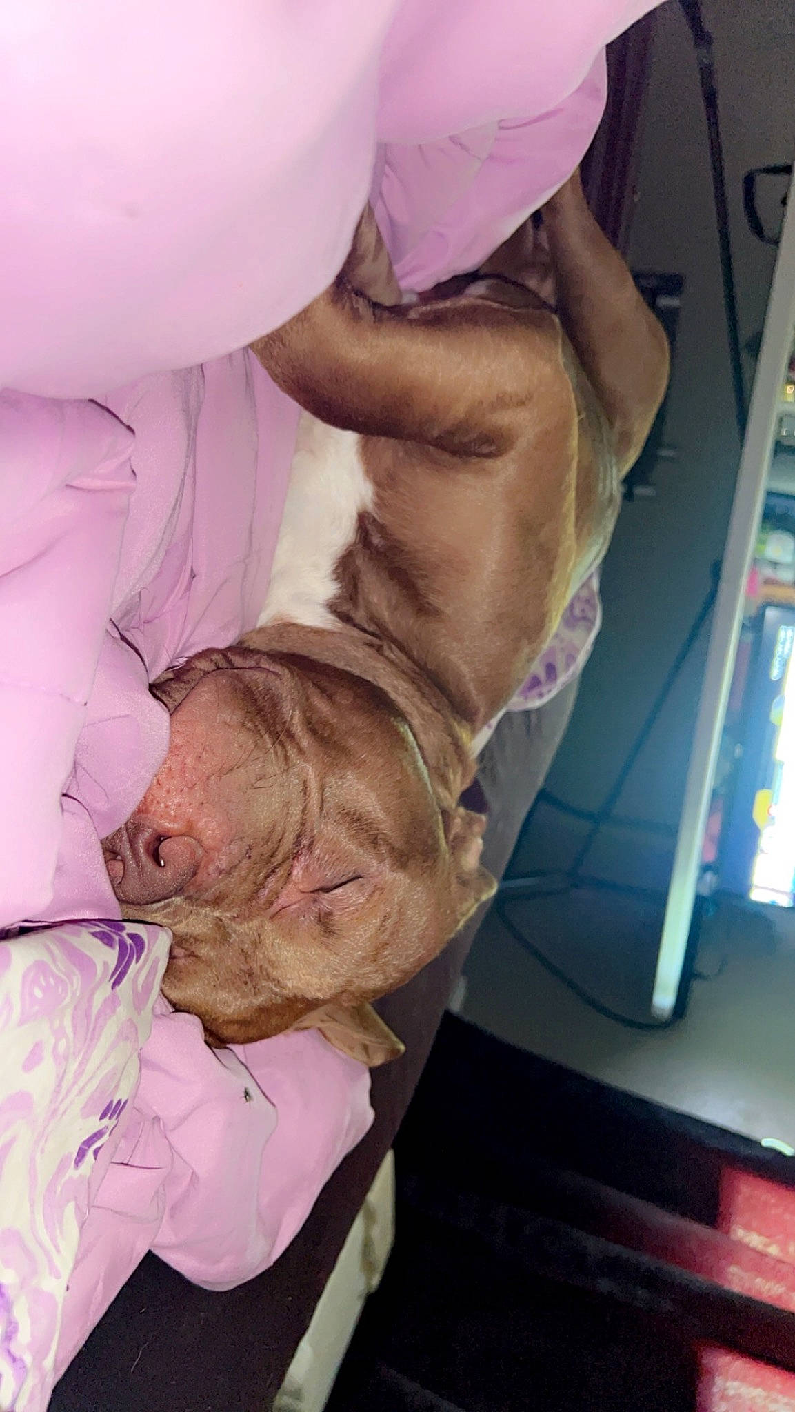 Thor joined the competition — help win amazing prizes! abdomen, chest, child, comfort, elbow, event, flesh, fur, gesture, hand, human_body, human_leg, knee, magenta, mouth, pink, room, service, shoulder