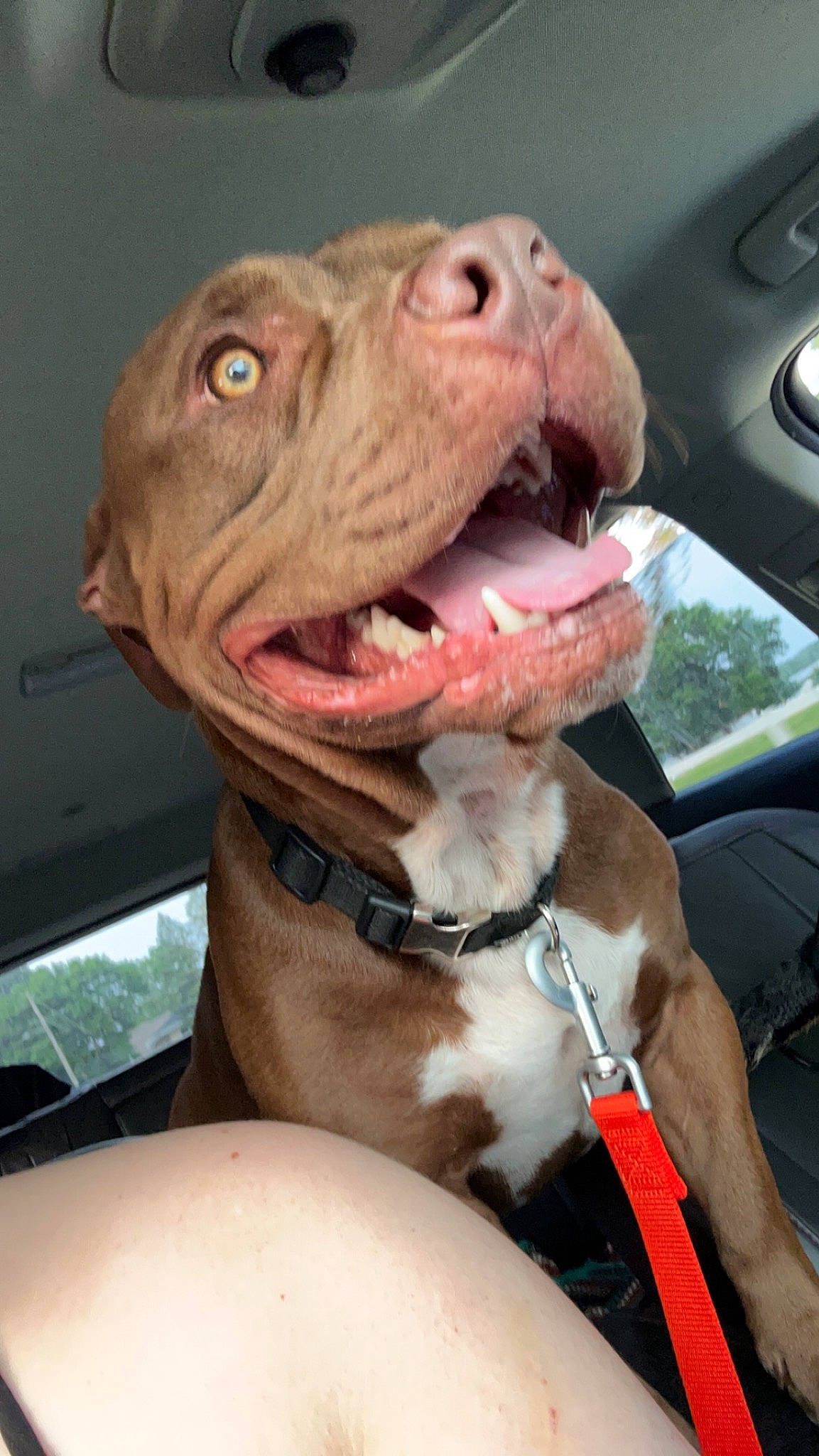 Thor is registered to the contest to win money with this photo: automotive_mirror, canidae, carnivore, collar, companion_dog, dog, dog_breed, dog_collar, fawn, jaw, liver, metal, pet_supply, rear_view_mirror, snout, sporting_group, vehicle_door, whiskers, windshield, working_animal