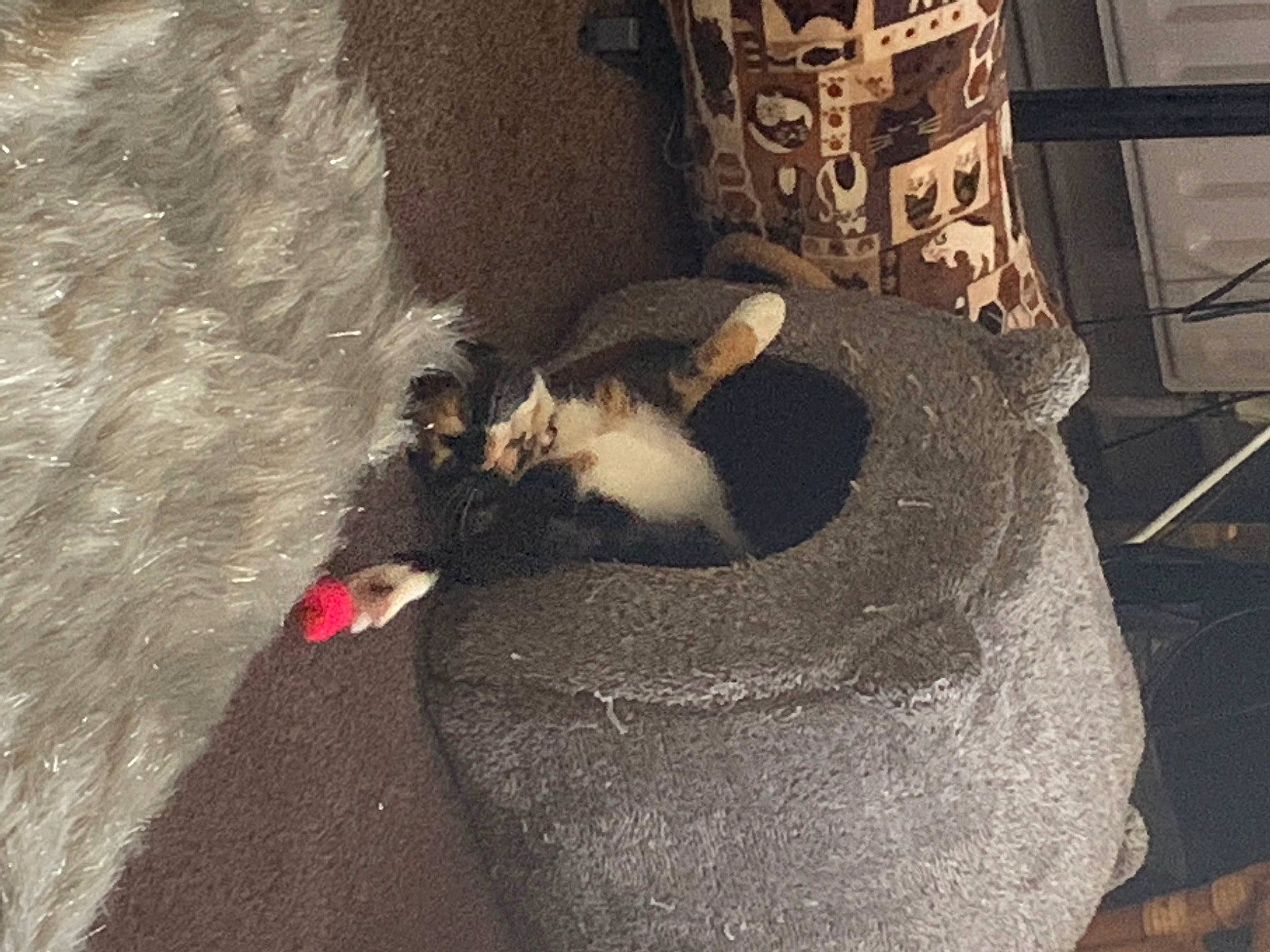 Chelsea joined the competition — help win amazing prizes! canidae, carnivore, cat, felidae, kitten, small_to_medium_sized_cats, tail, whiskers