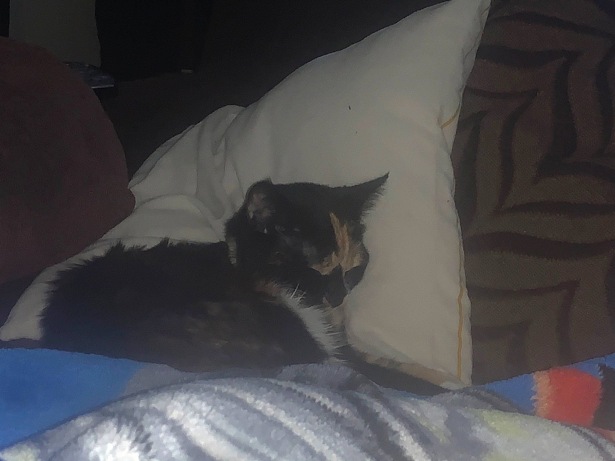 Chelsea joined the competition — help win amazing prizes! asian, black_cat, carnivore, cat, comfort, felidae, linens, nap, pillow, sleep, small_to_medium_sized_cats, tail, whiskers