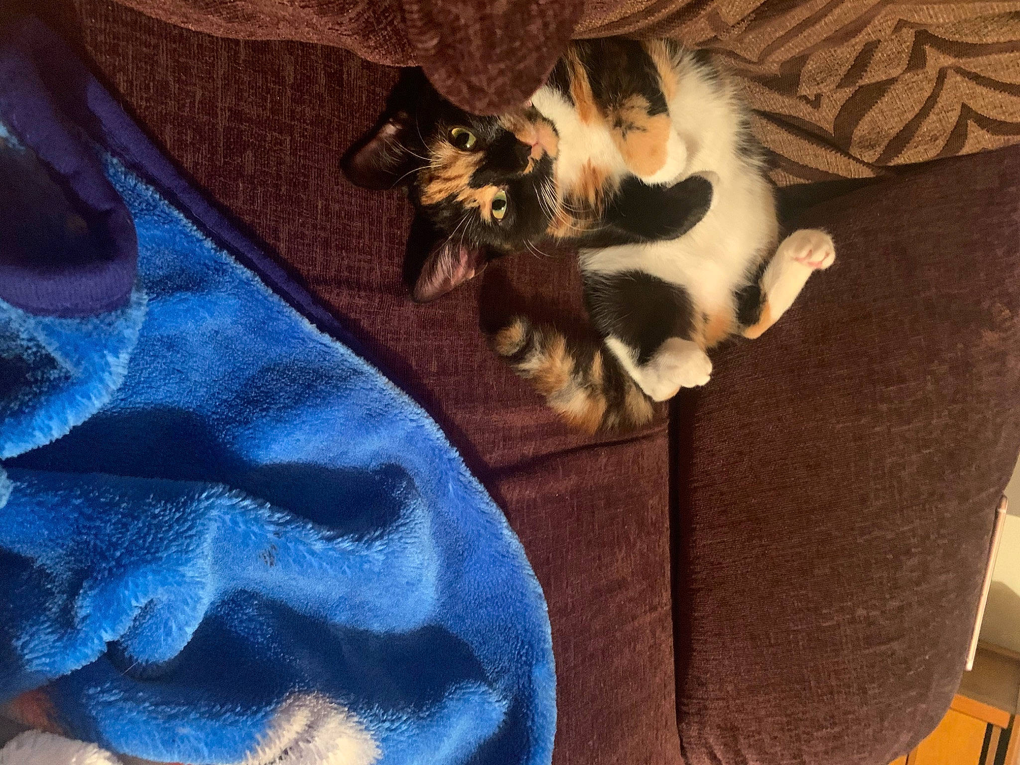 Chelsea is registered to the contest to win money with this photo: canidae, carnivore, cat, felidae, fur, small_to_medium_sized_cats, tail, whiskers