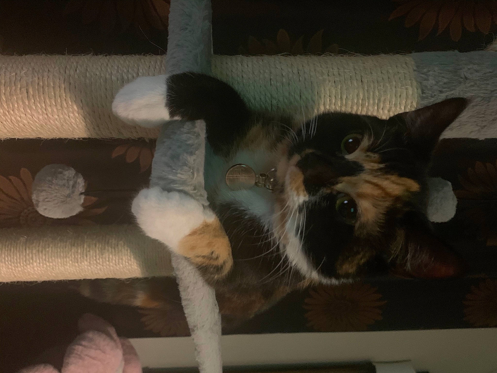 Chelsea joined the competition — help win amazing prizes! carnivore, cat, fawn, felidae, paw, small_to_medium_sized_cats, tail, whiskers