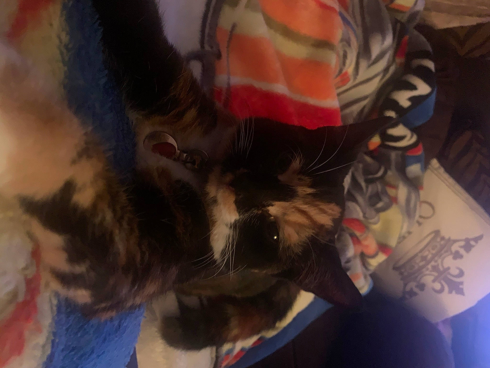 Chelsea is registered to the contest to win money with this photo: black_hair, brown_hair, carnivore, cat, ear, eye, felidae, fur, hair, hair_coloring, hairstyle, iris, kitten, long_hair, maine_coon, norwegian_forest_cat, small_to_medium_sized_cats, snapshot, tail, whiskers