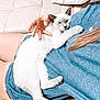 cat, white_cat, siamese_cat, person, hand, blue_shirt, peach_shorts, couch, leather_couch, relaxed, snuggling, indoor, cozy, pet, animal, fur, resting, comfort, lap, casual_clothing