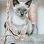 cat, siamese, kitten, blue_eyes, pet, feline, indoor, cat_tree, rope, playful, fur, animal, cute, whiskers, ears, sitting, portrait, closeup, domestic, young