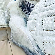 Mogli joined the competition — help win amazing prizes! cat, sleeping, couch, pillow, blanket, fur, pet, relaxed, cozy, indoor, home, resting, animal, tabby, whiskers, soft, feline, comfort, cute, blue_collar