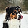Zazou is registered to the contest to win money with this photo: dog, animal, pet, tricolor, fluffy, fur, tongue, licking, portrait, outdoor, winter, snow, nature, closeup, canine, cute, mammal, head, ears, eyes