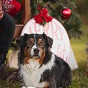Zazou joined the competition — help win amazing prizes! dog, grass, christmas_tree, holiday_decorations, red_ornaments, wooden_chair, person, outdoor, festive, seasonal, black_brown_white_fur, animal, pet, nature, celebration, relaxed, sitting, tree, greenery, winter
