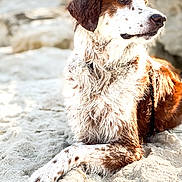 Simba is registered to the contest to win money with this photo: dog, beach, sand, wet_fur, relaxed, sunlight, outdoor, animal, brown_and_white, canine, nature, summer, resting, closeup, side_view, daylight, pet, mammal, fur, portrait