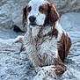 Simba is registered to the contest to win money with this photo: dog, animal, pet, beach, sand, outdoor, fur, brown, white, portrait, canine, relaxed, paw, closeup, nature, laying, crossed_paws, speckled, wet_fur, calm