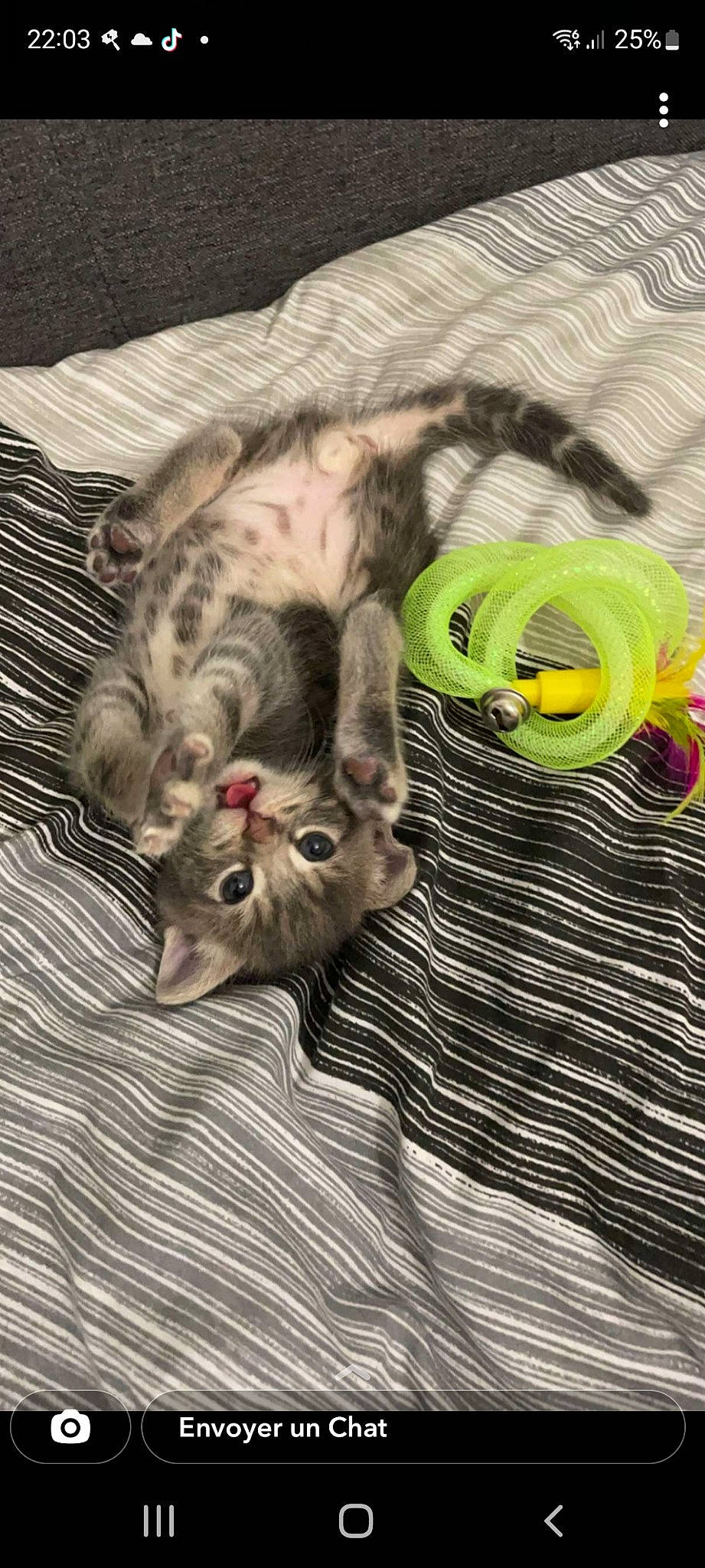 Tayko a rejoint le concours — aidez-le/la à gagner de superbes lots ! bed, button, canidae, carnivore, cat, claw, comfort, domestic_short_haired_cat, fawn, felidae, fur, grey, linens, pattern, paw, small_to_medium_sized_cats, snout, tail, vertebrate, whiskers