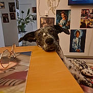 Louna a rejoint le concours — aidez-le/la à gagner de superbes lots ! dog, table, glasses, poster, dreamcatcher, plant, indoor, living_room, television, vintage, decor, curious, resting, spotted, head, ears, furniture, brown, white, cozy